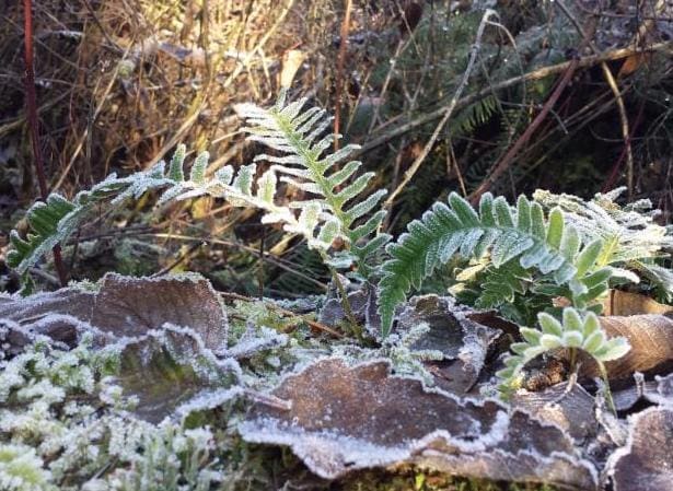 Up Close and Personal:  A Micro-Tour of Shadow Lake Bog