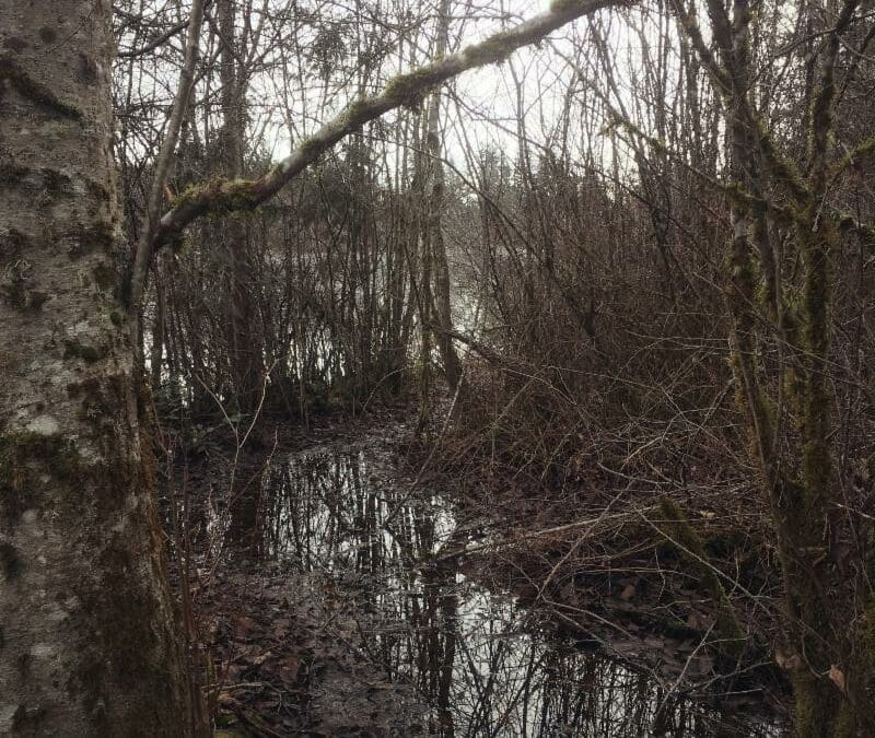 World Wetlands Day: Support a Local Wetland