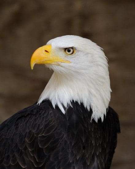 Animals in Spring: Bald Eagle