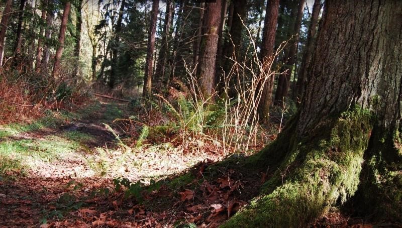 Guided Nature Walks: Tour of the Upland Forest