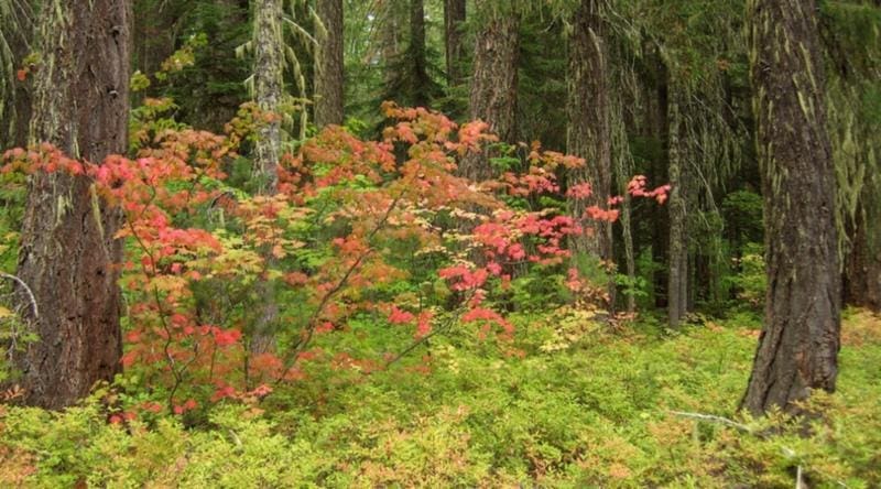 Native Plant of the Month: Vine Maple – Acer circinatum