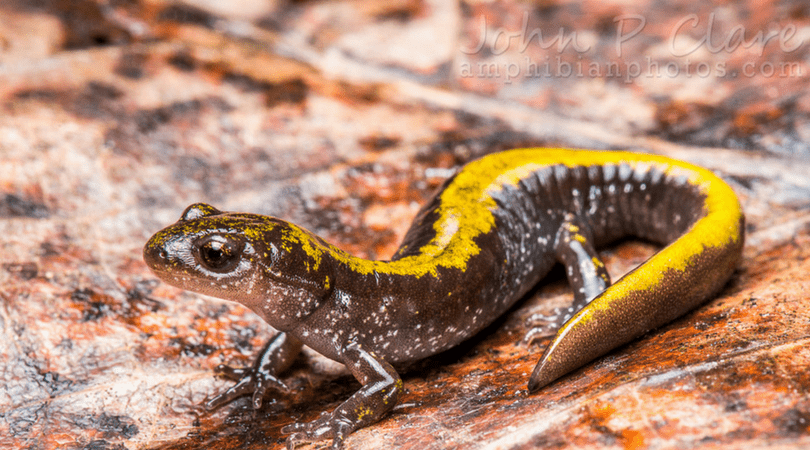 Animals in Winter: The Long-toed Salamander