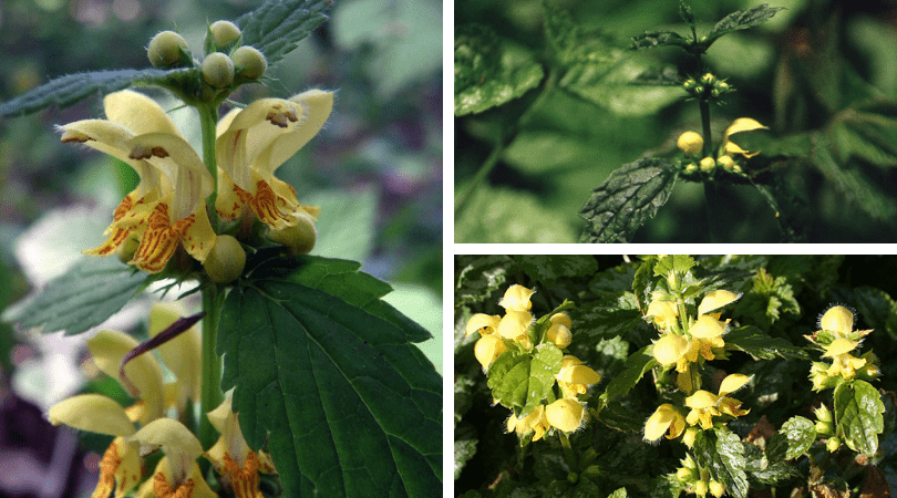 A Little Known Invasive Species