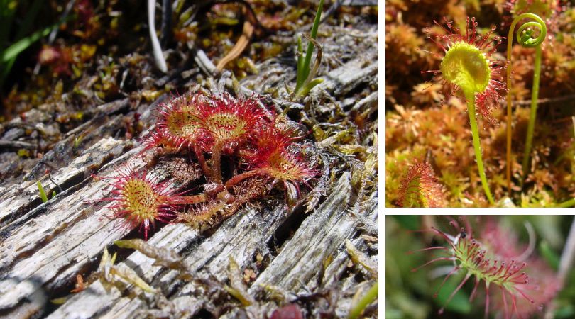 Native Plant of the Month: Roundleaf sundew