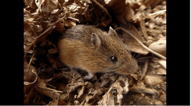 Native Animal of the Month: Pacific jumping mouse