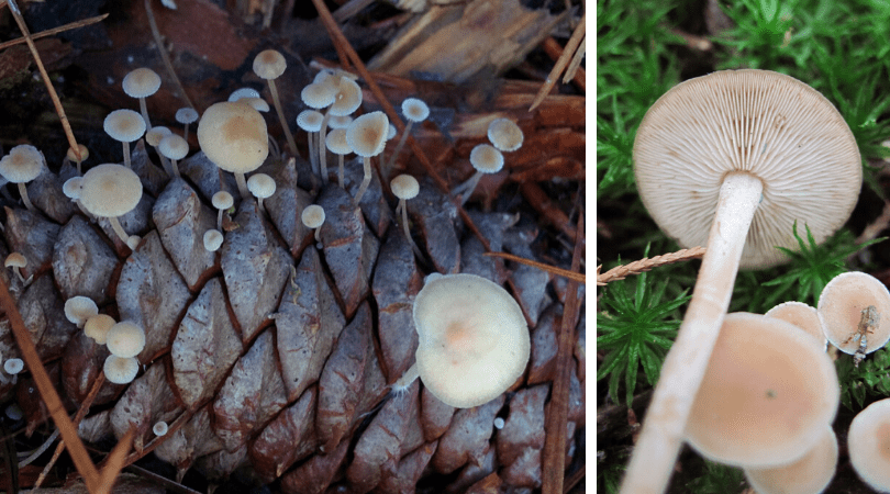 Native “Plant” (Fungi) of the Month: Conifercone cap