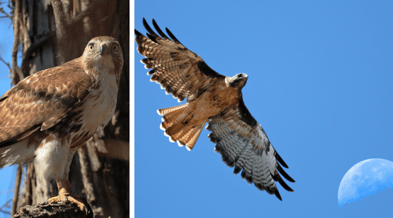Native Animal of the Month: Red-tailed hawk
