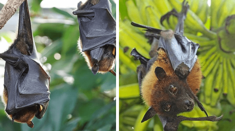 Bat Research