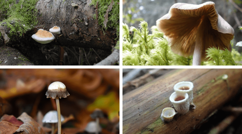 Fantastic Fungus