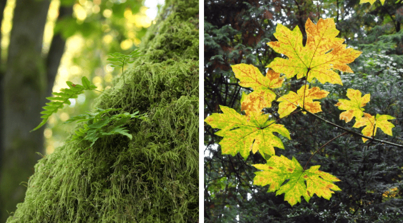 What makes a plant “native”?