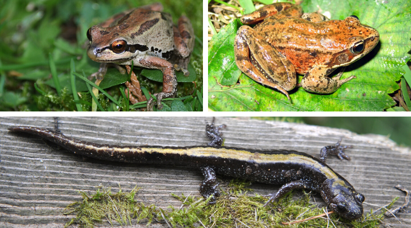 Amazing Amphibians
