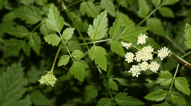 Native Plant of the Month: Pacific water parsley