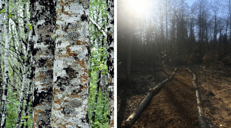 Restoration around the Nature Preserve