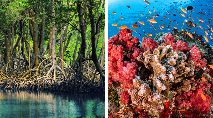 Effectiveness and Costs of Natural Coastal Protection