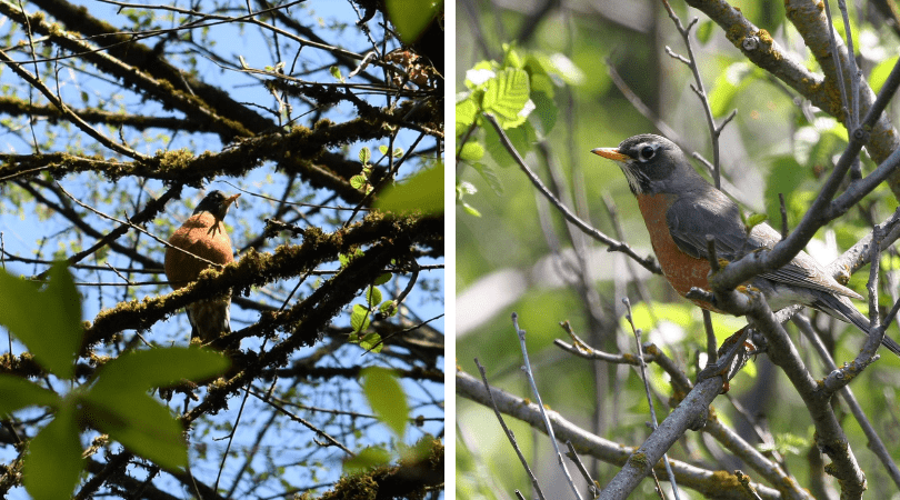 Native of the Month: American Robin