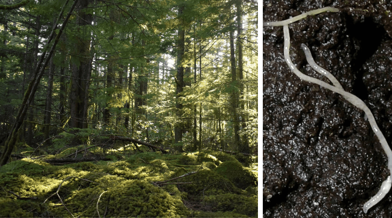 SHADOW in the Journal of Biodiversity Data