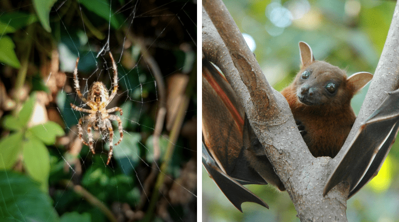 Dispel the Fear with Spooky Nature Facts!