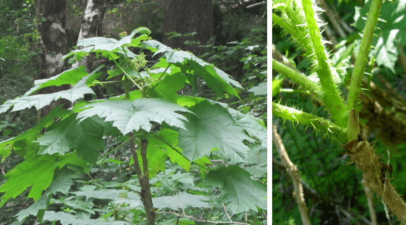 Native of the Month: Devil’s Club