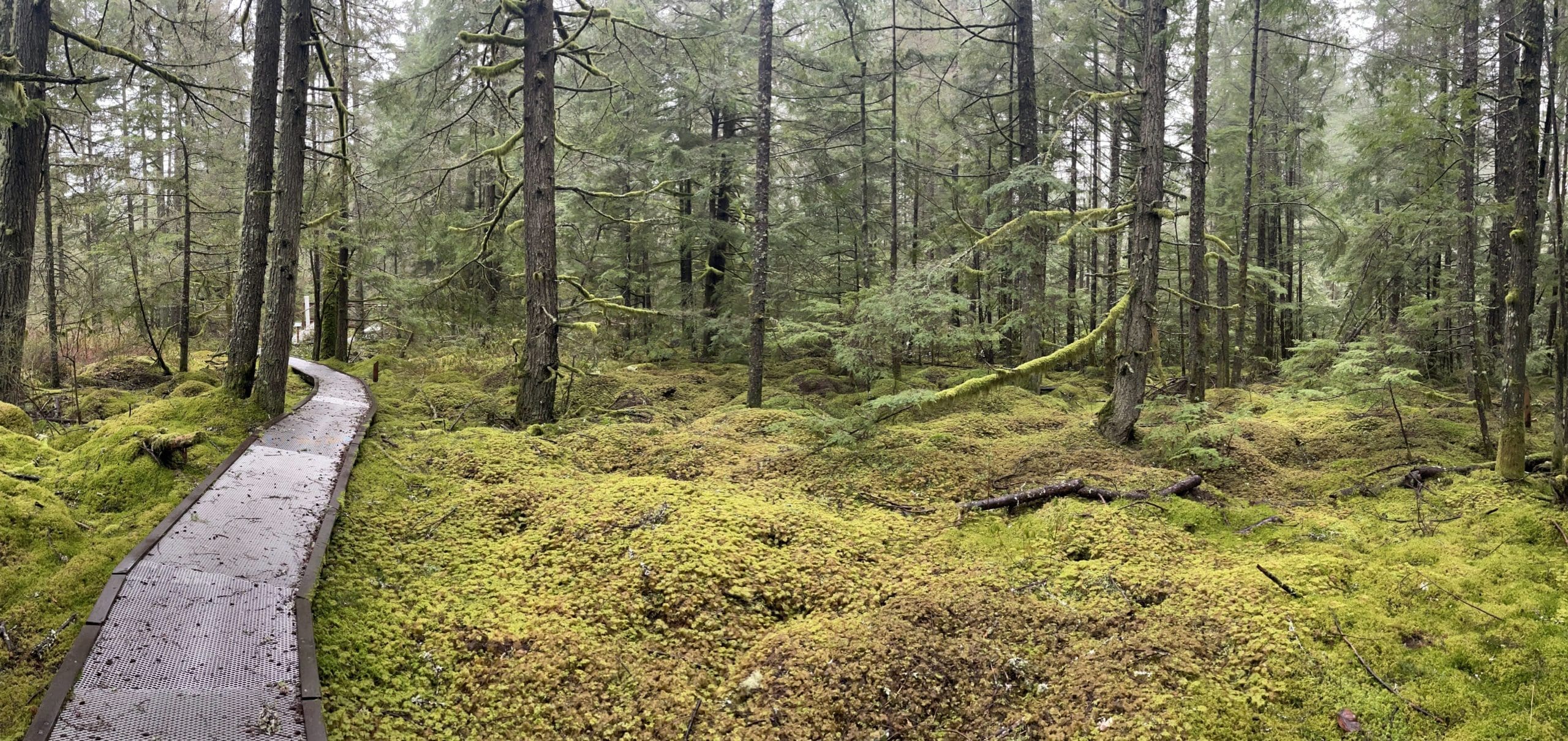 Bog Boardwalk