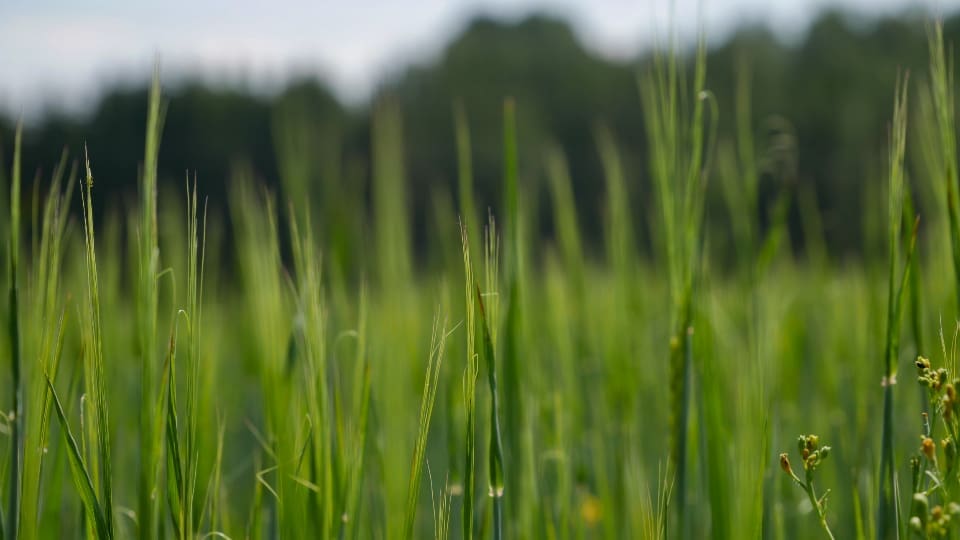 No Mow May