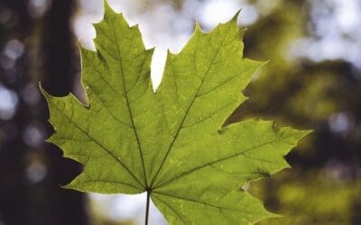 Native of the Month: