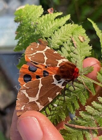 SHADOW Moth Night! July 20, 2024