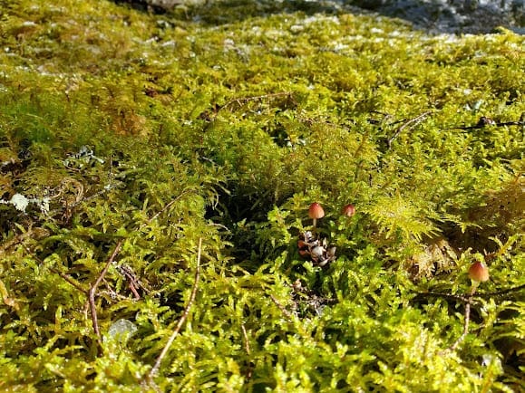 Canadian Peatland Restoration